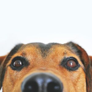 Adorable close-up of a brown dog's face with a curious expression and focus on its eyes and nose.